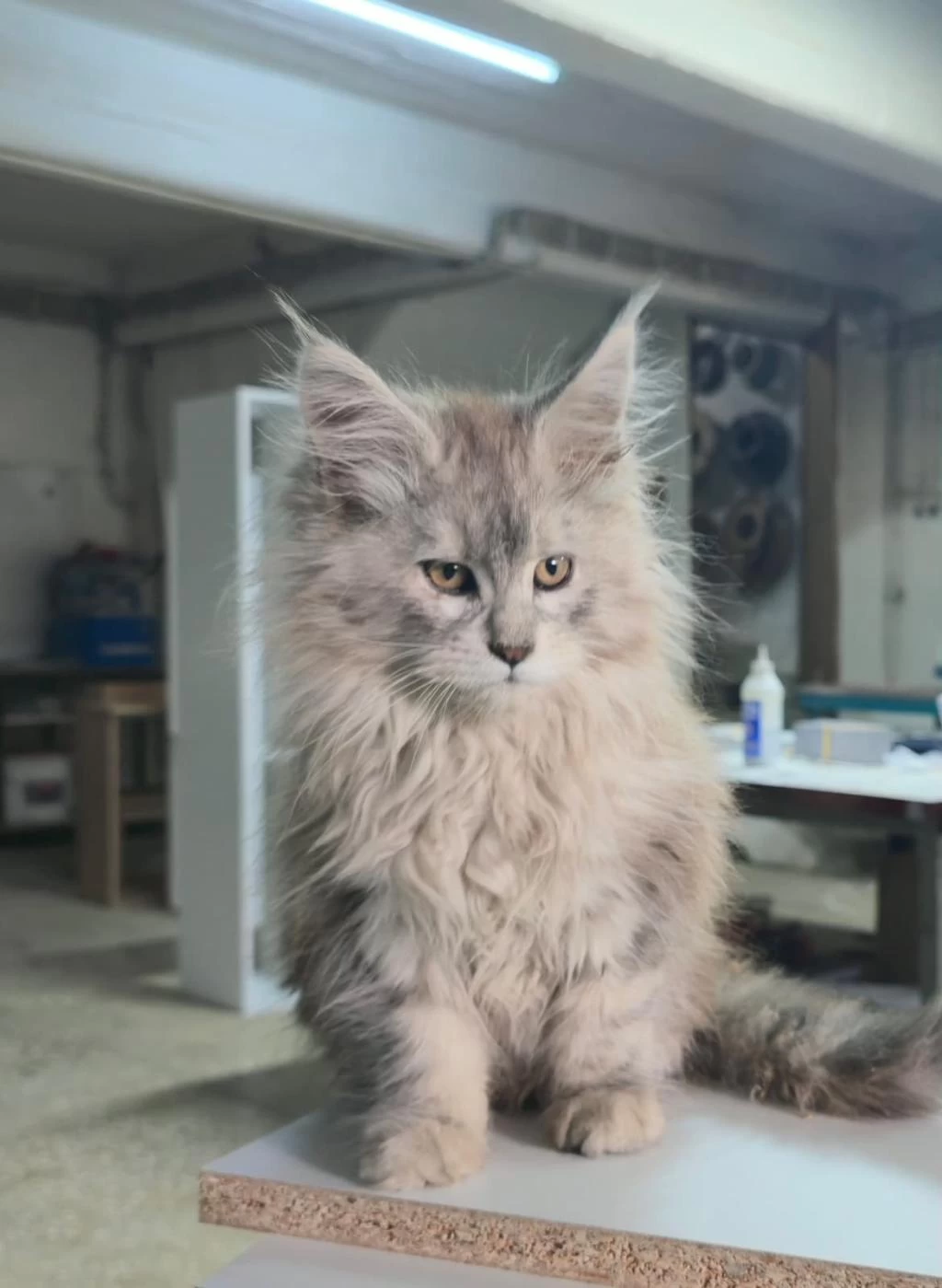 Xxxl Üst Kaliteli Dişi Maine Coon