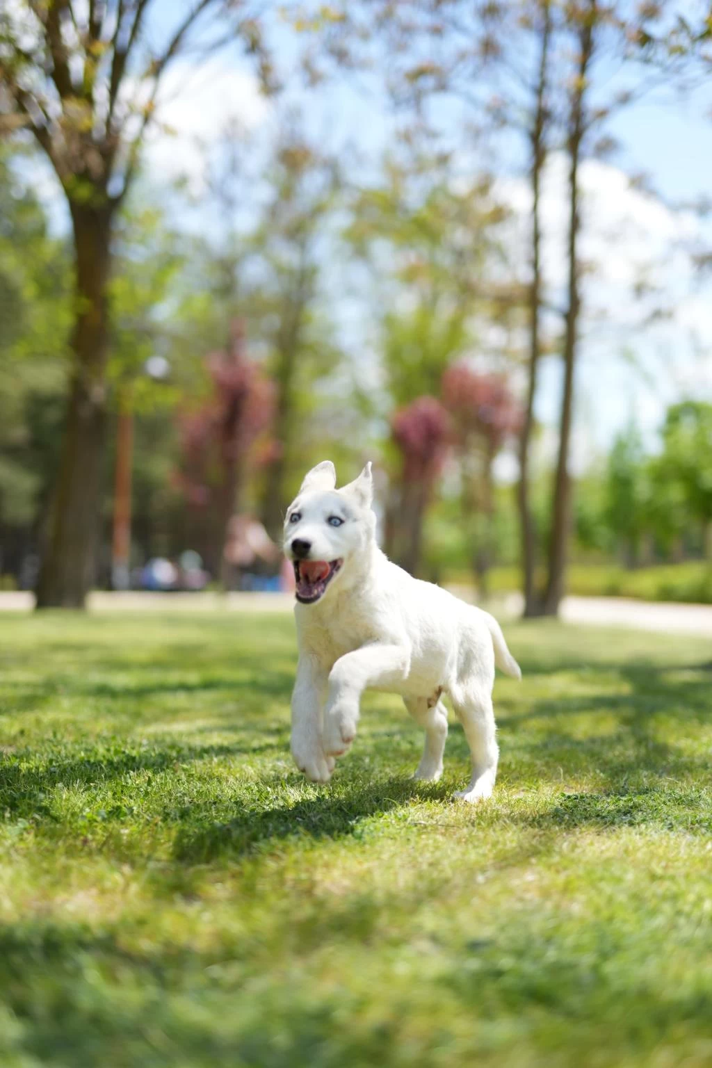 Muhteşem Husky Yavruları