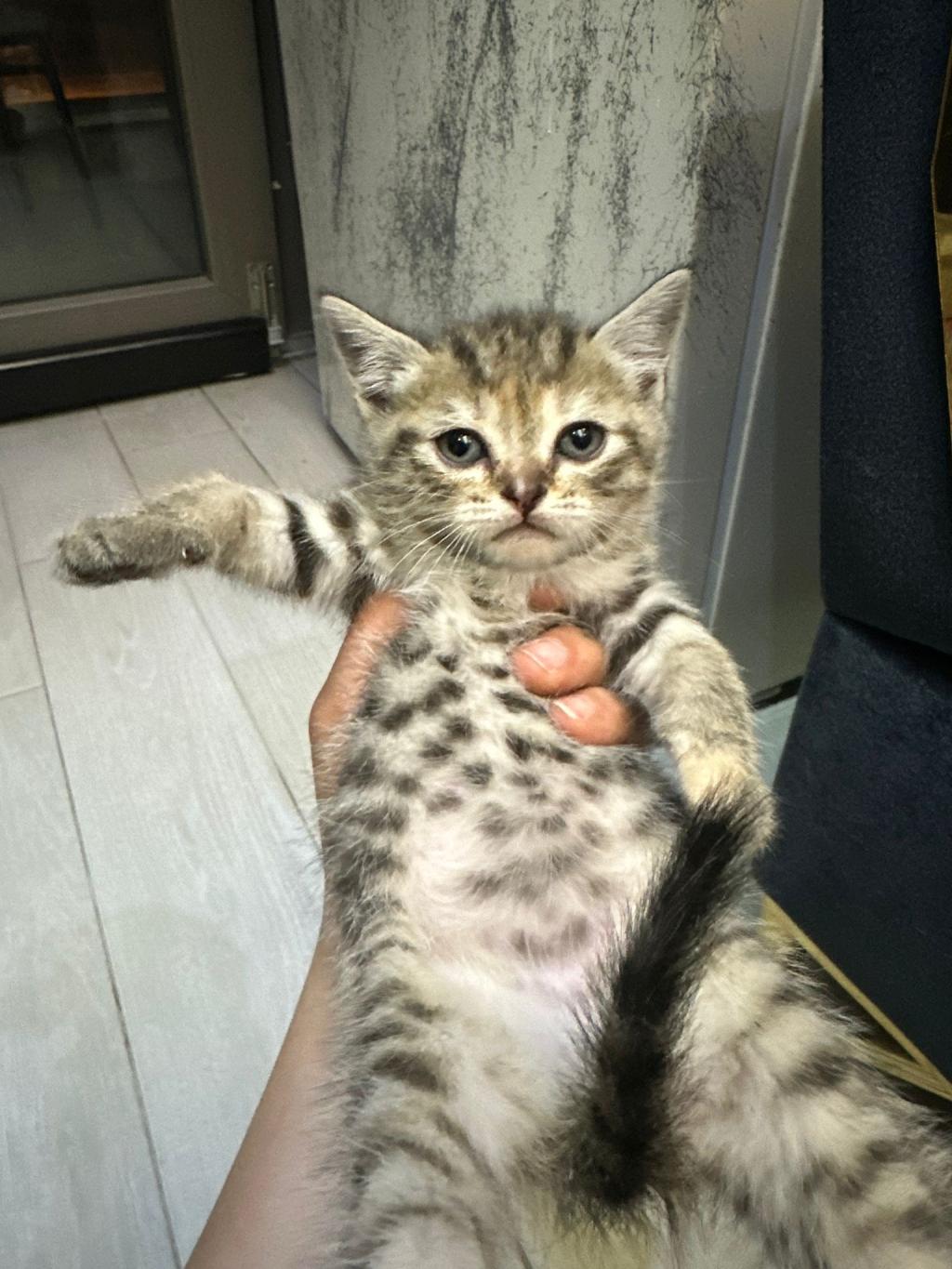 Ailemizin Minik Kedileri Yeni Yuvalarini Ariyor