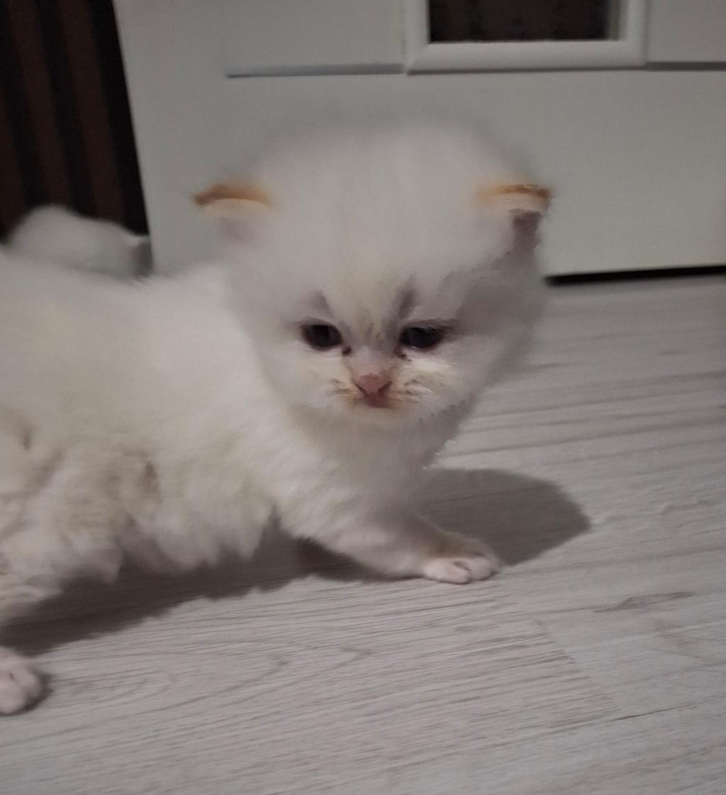 2 Aylık Sarı İran Kedisi