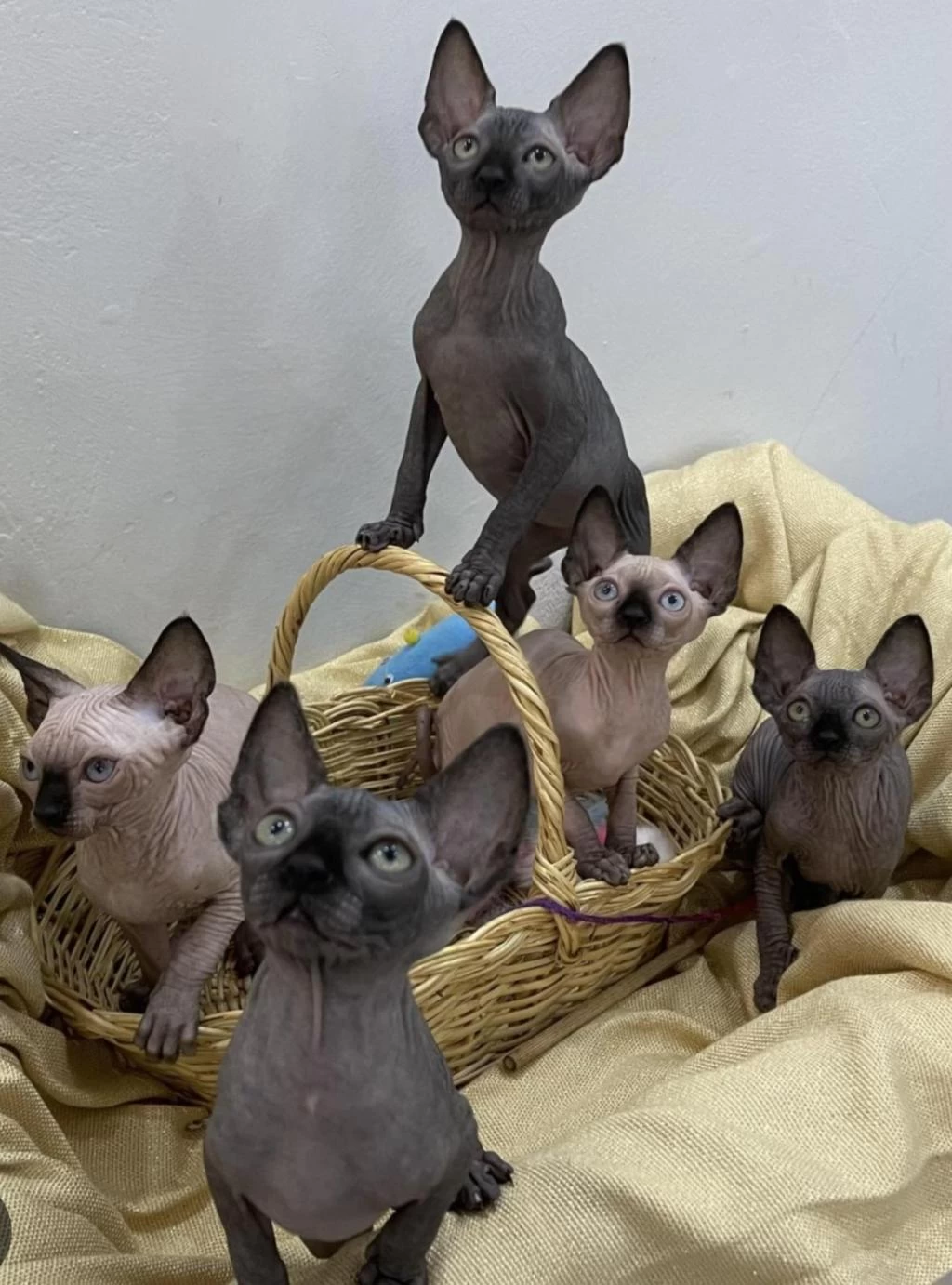 Kanada Sphynx Yavrular