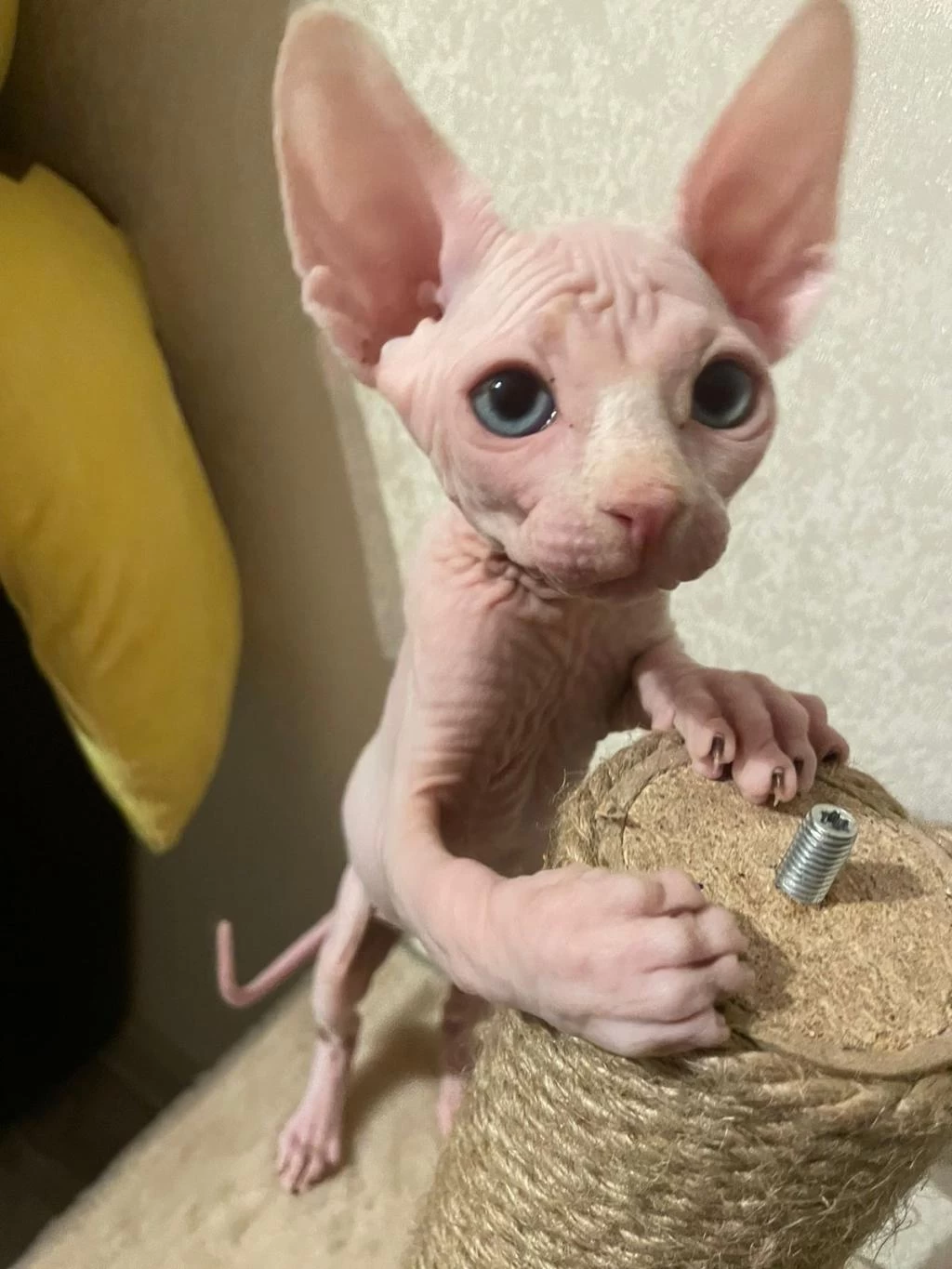 Sphynx Kitten Pet Consultant Listing