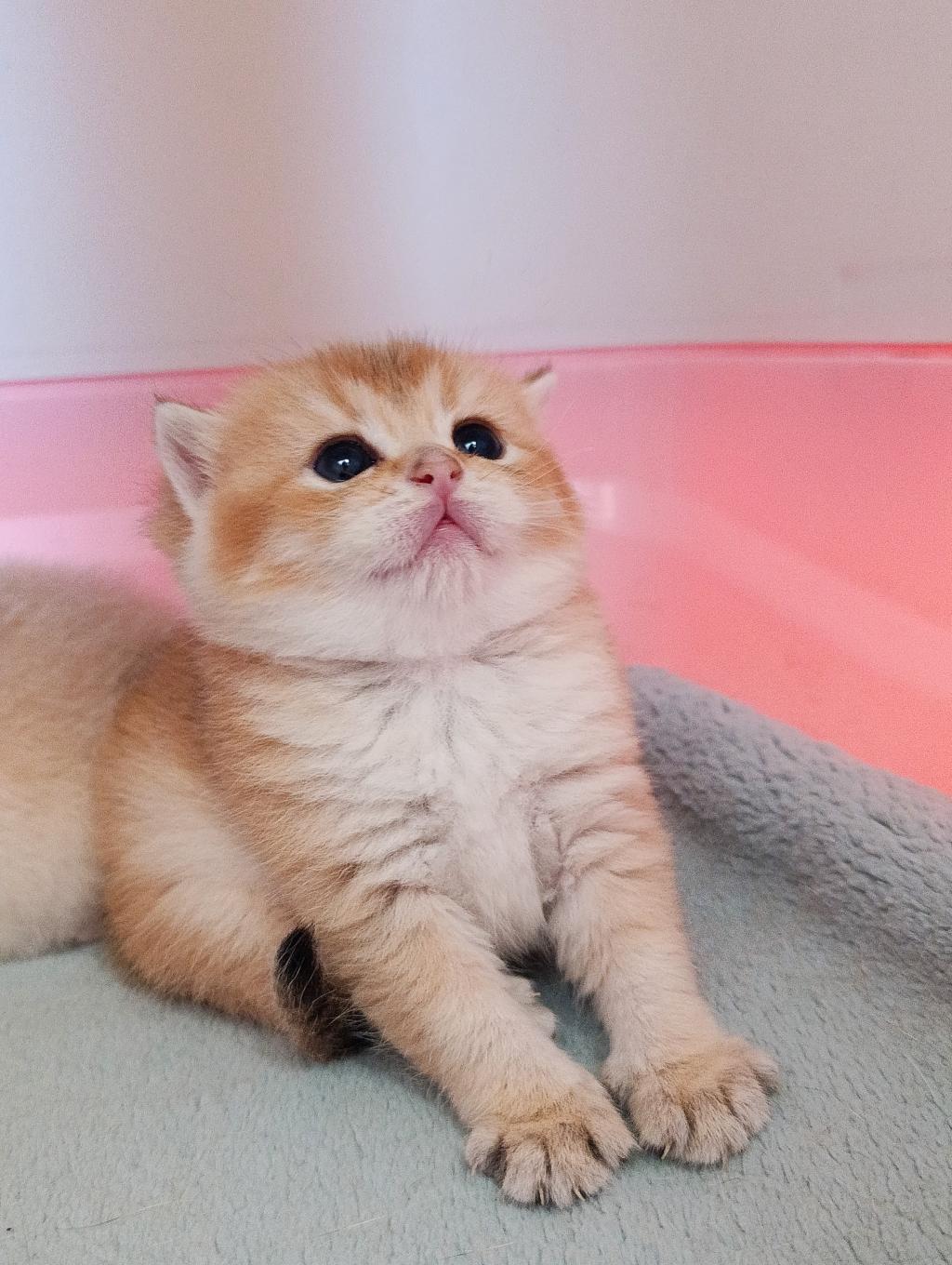 British Shorthair Golden Erkek