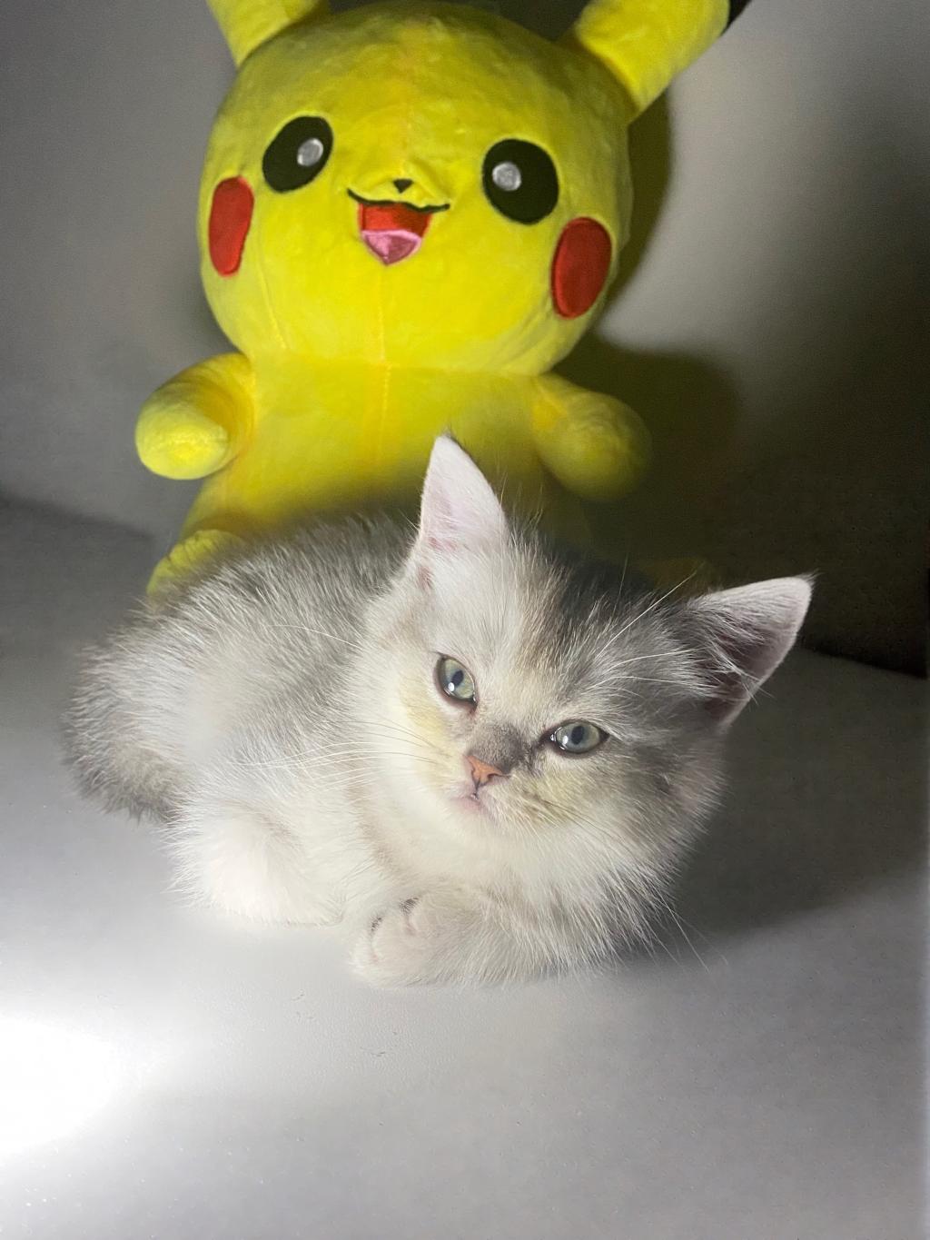 Safkan British Shorthair Erkek Yavru