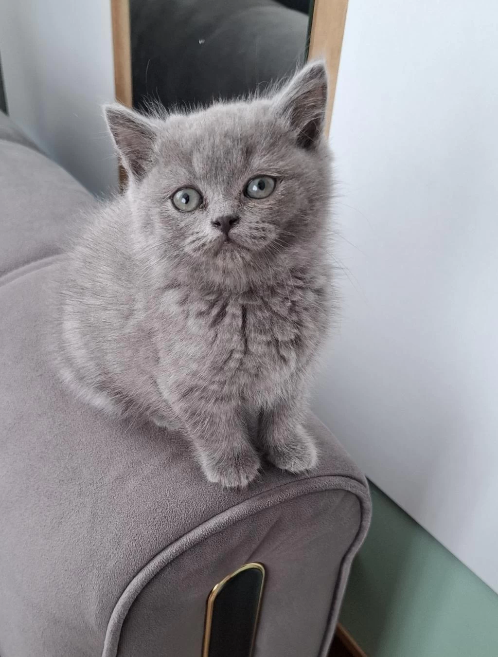Yeni Yuvasına Gitmeye Hazır Dişi British Shorthair