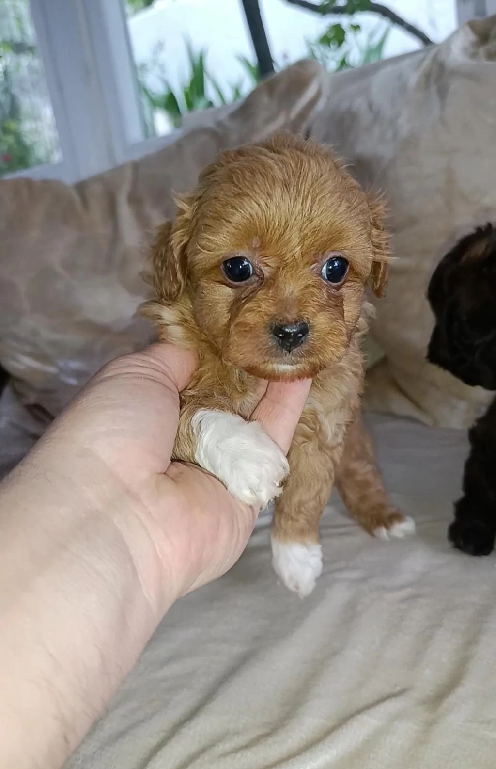Çok Sevimli Ev Üretimi Maltipoo Bebekler