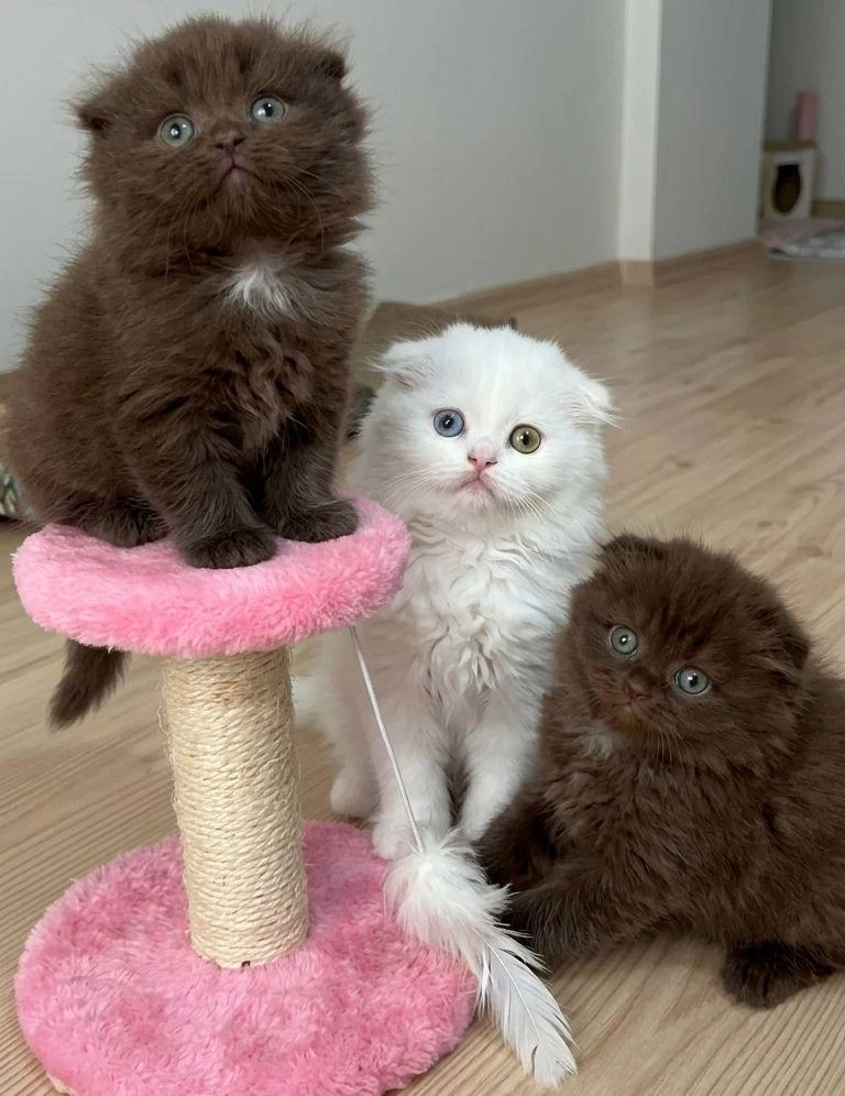 Scottish Fold Bebekler
