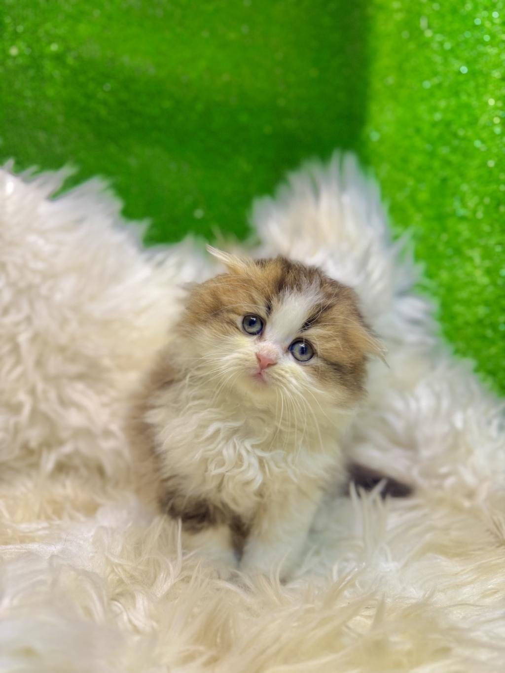 Bicolor Golden Scottish Fold Bebek