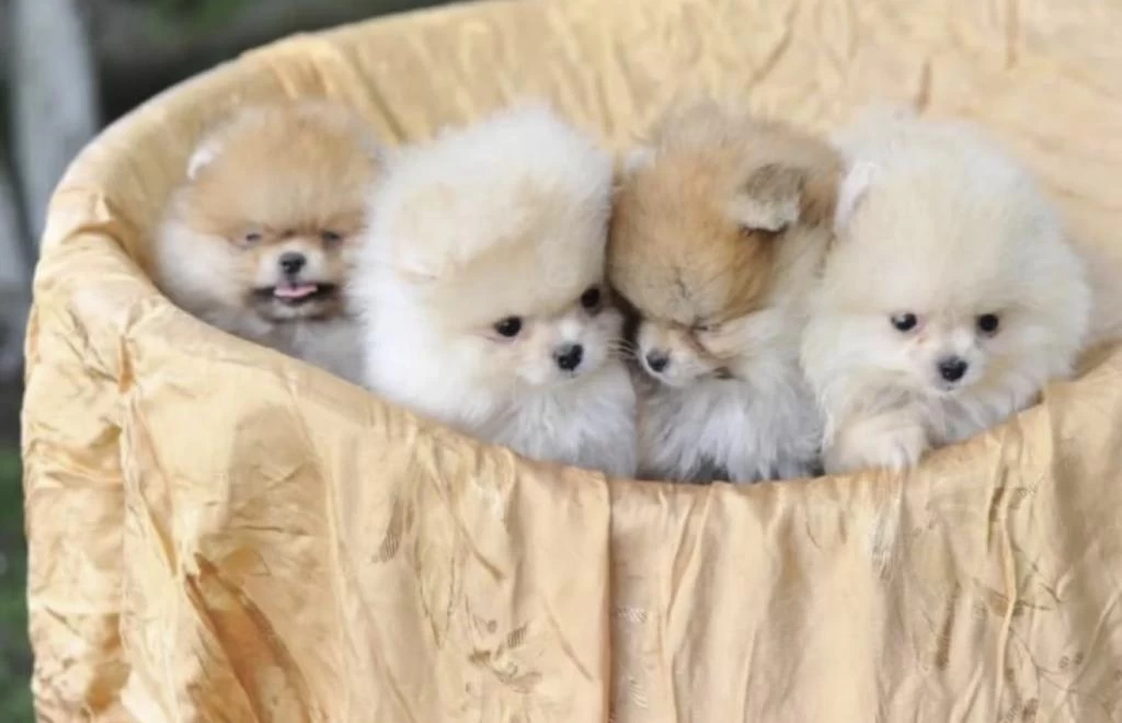 Pomeranian Boo Köpekler