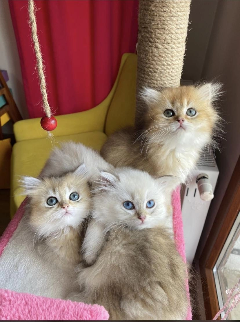 Dünya Tatlısı Safkan British Longhair Yavrular