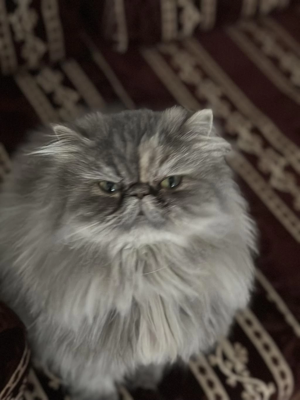 Güzel Persian Kızımız