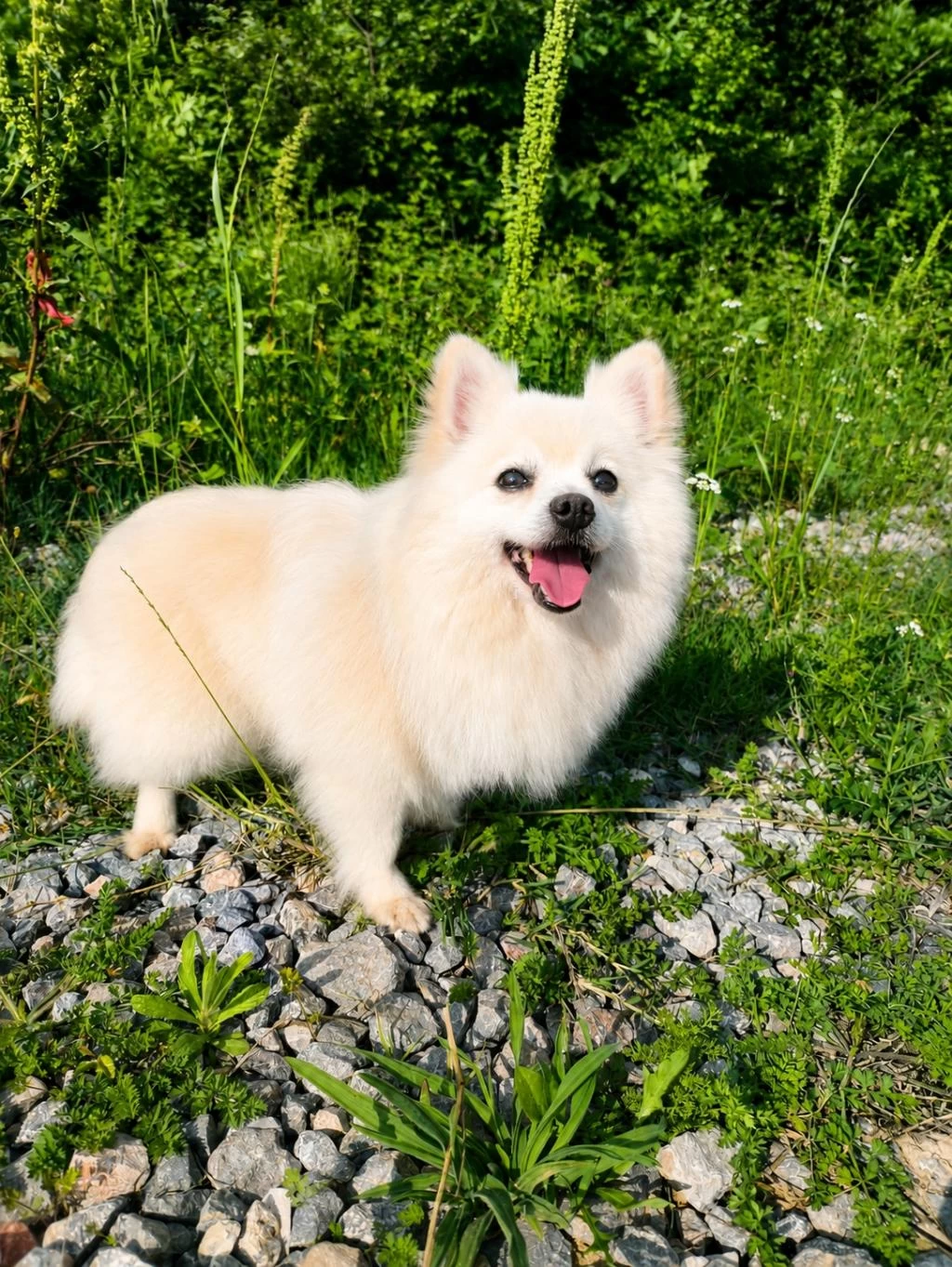 Kar Beyaz Pomeranian Pamuk Prenses