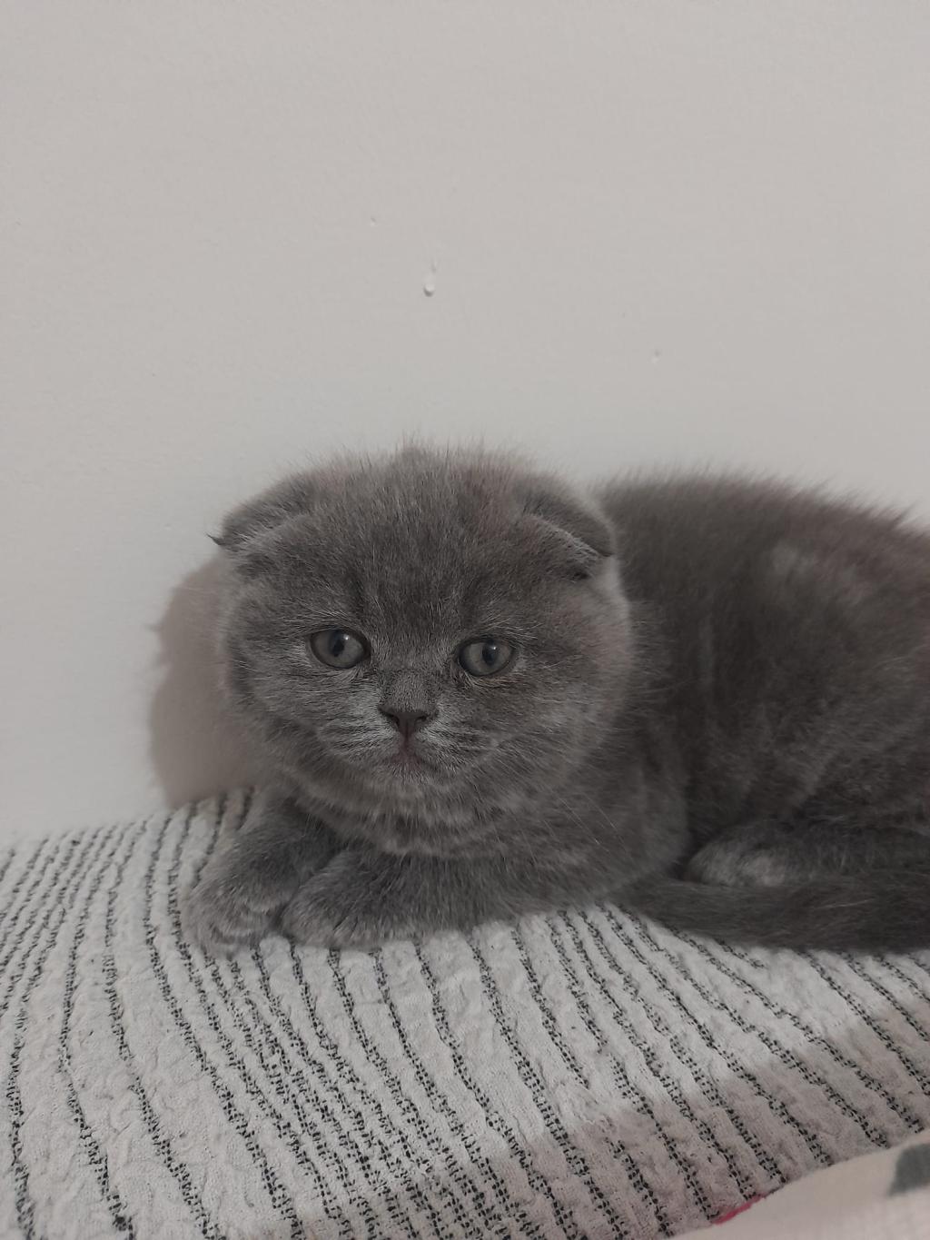 Dişi Scottish Fold Gri