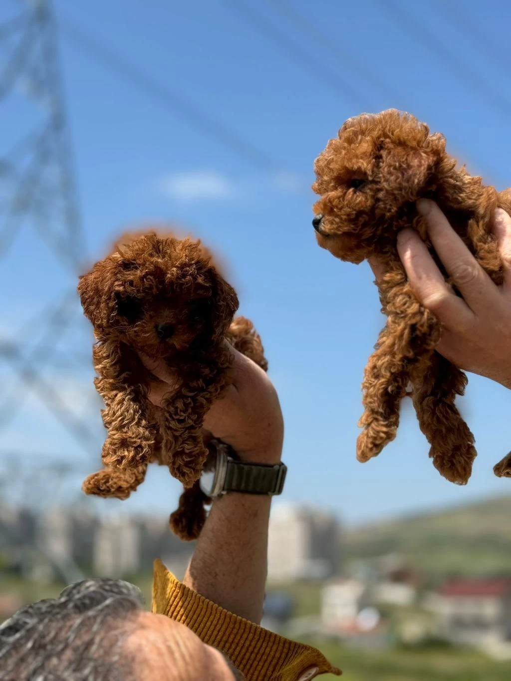 Tarım Bakanlığı Ruhsatlı Çiftlikten Toy Poodle