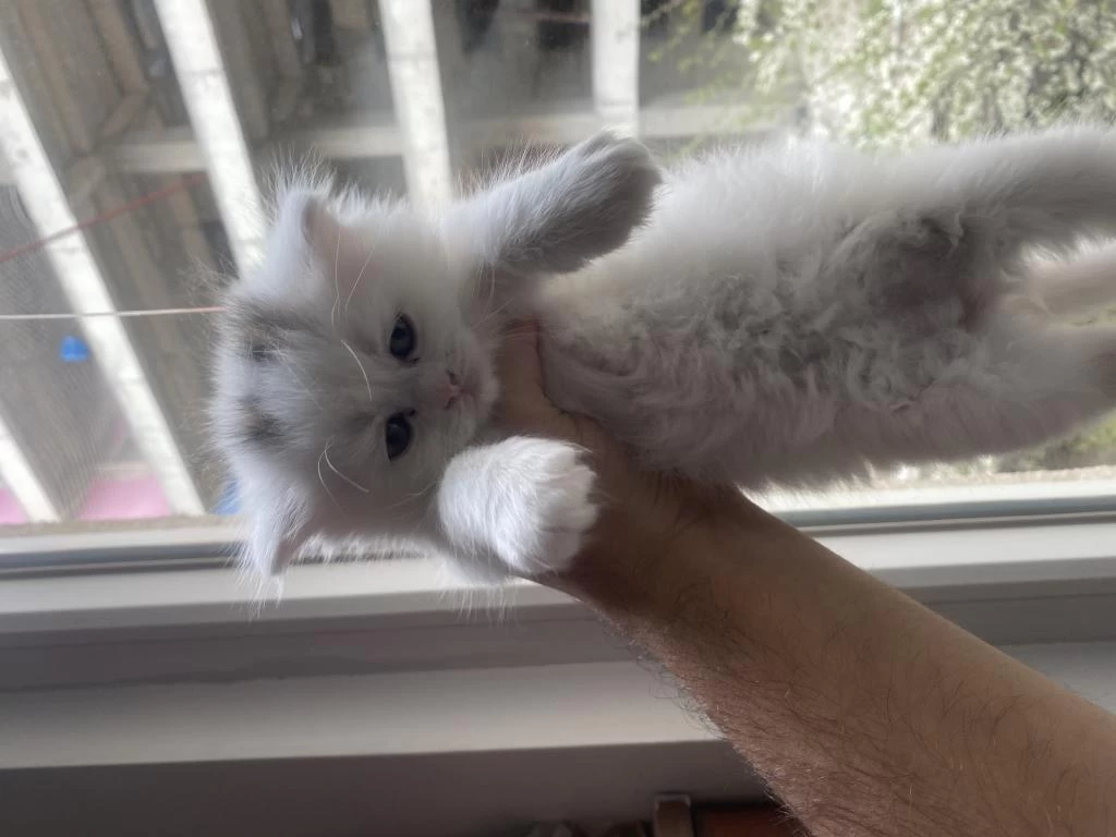 British Longhair 2 Aylık