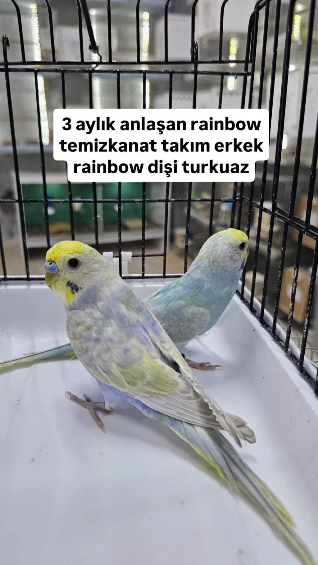 3 Aylık Takim Rainbow Muhabbet Kuşlar