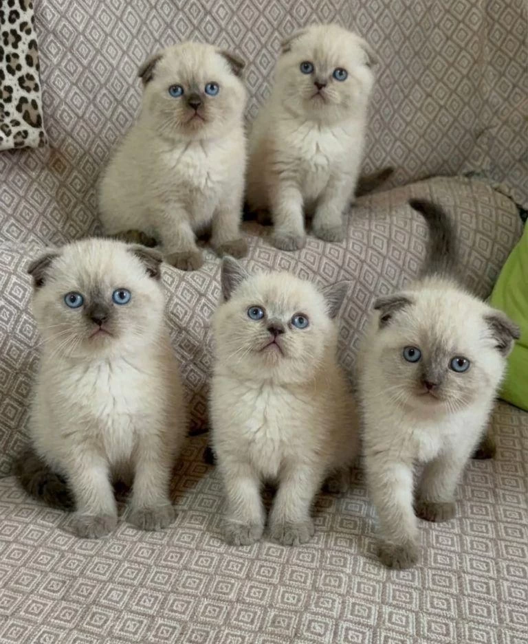 Scottish Fold Güzelleri