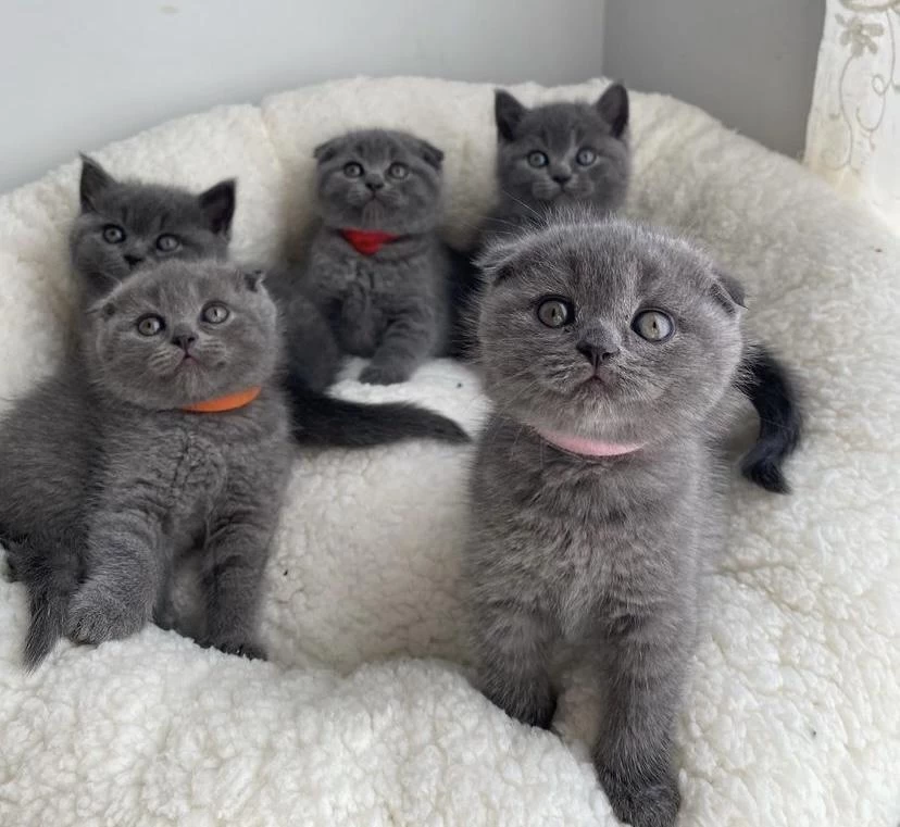 British Shorthair & Scottish Fold Yavrular