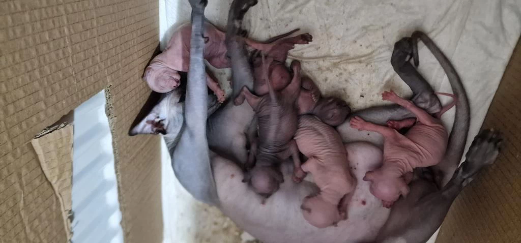 Minicik Sphynx Yavruları