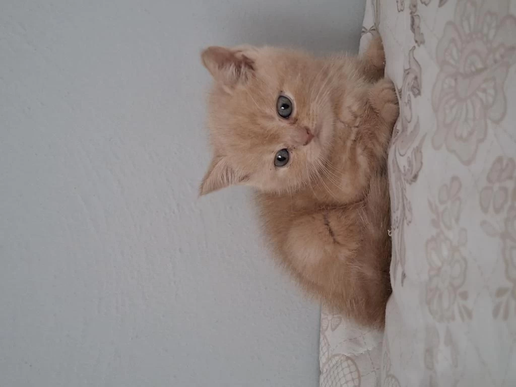 45 Günlük British Longhair Erkek