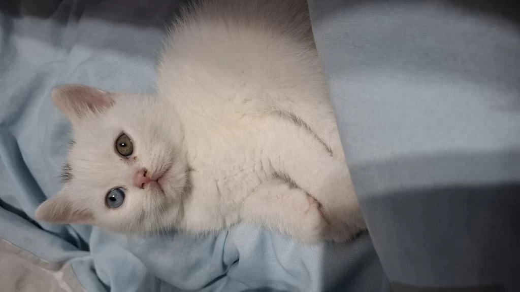 British Shorthair Yeni Yuvasına Gitmeye Hazır Dişi Yavrumuz
