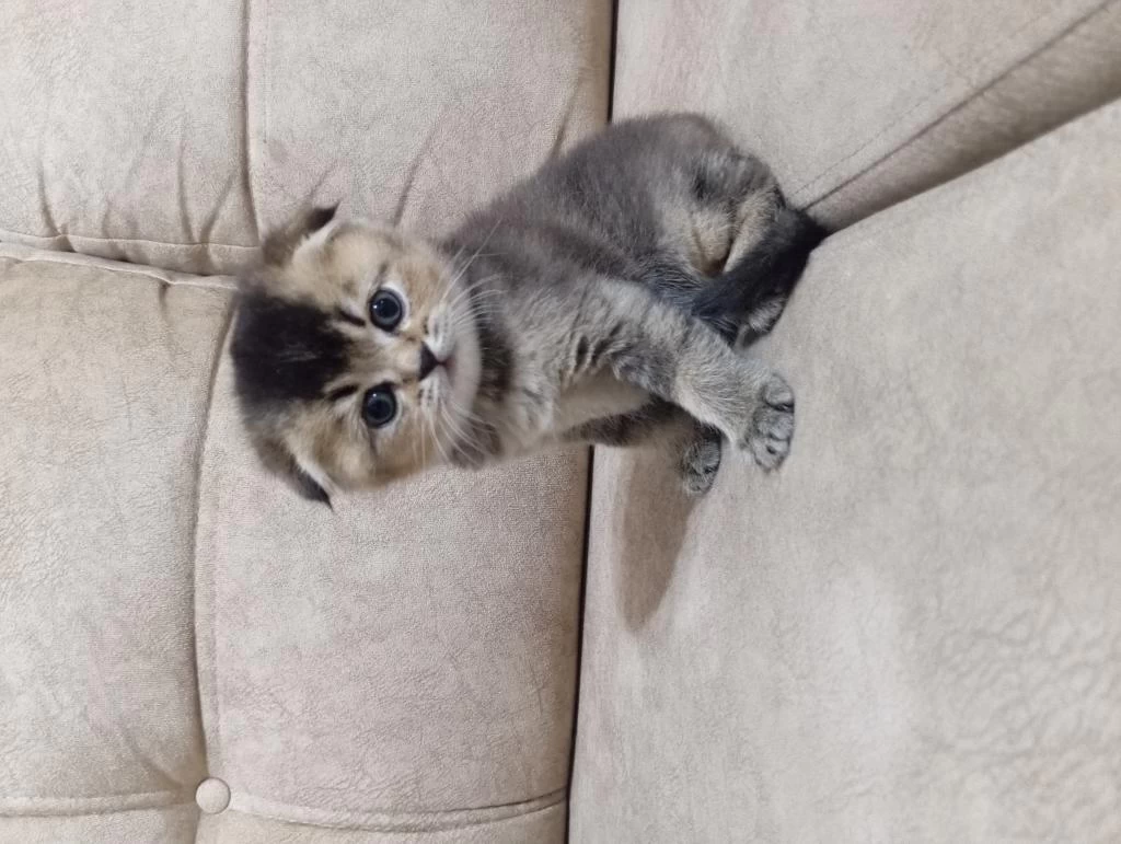 Scottish Fold Erkeğimiz