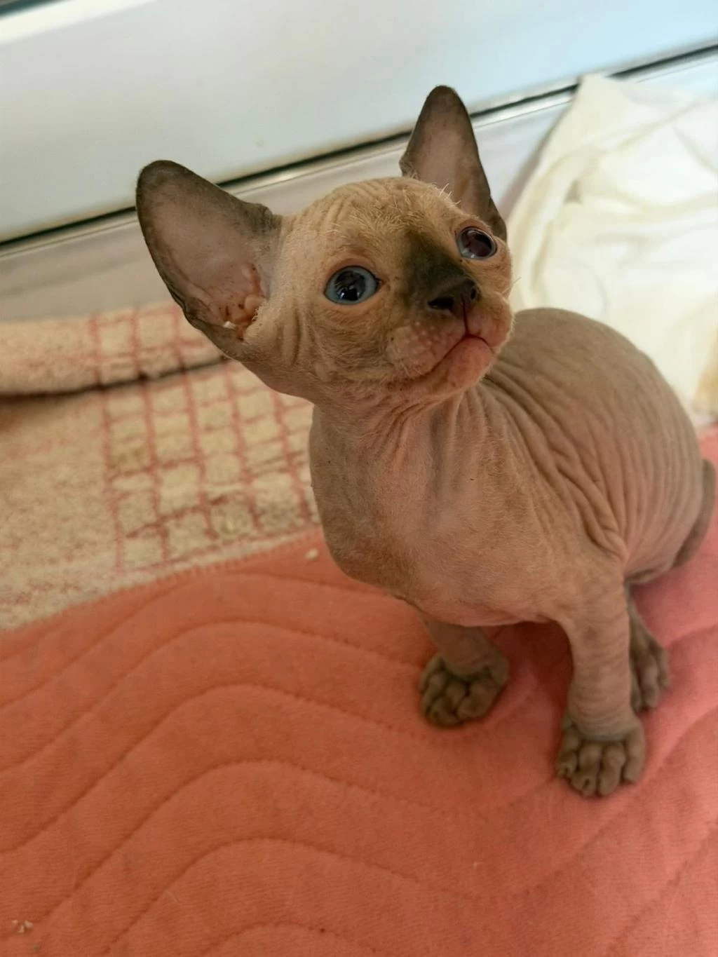 Dişi Erkek Kanada Sphynx