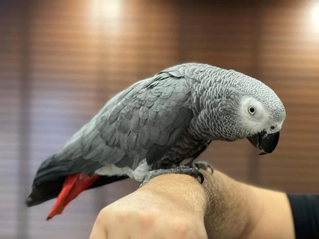Sağlikli Konuşan Full Evcil Jako Papağanimiz