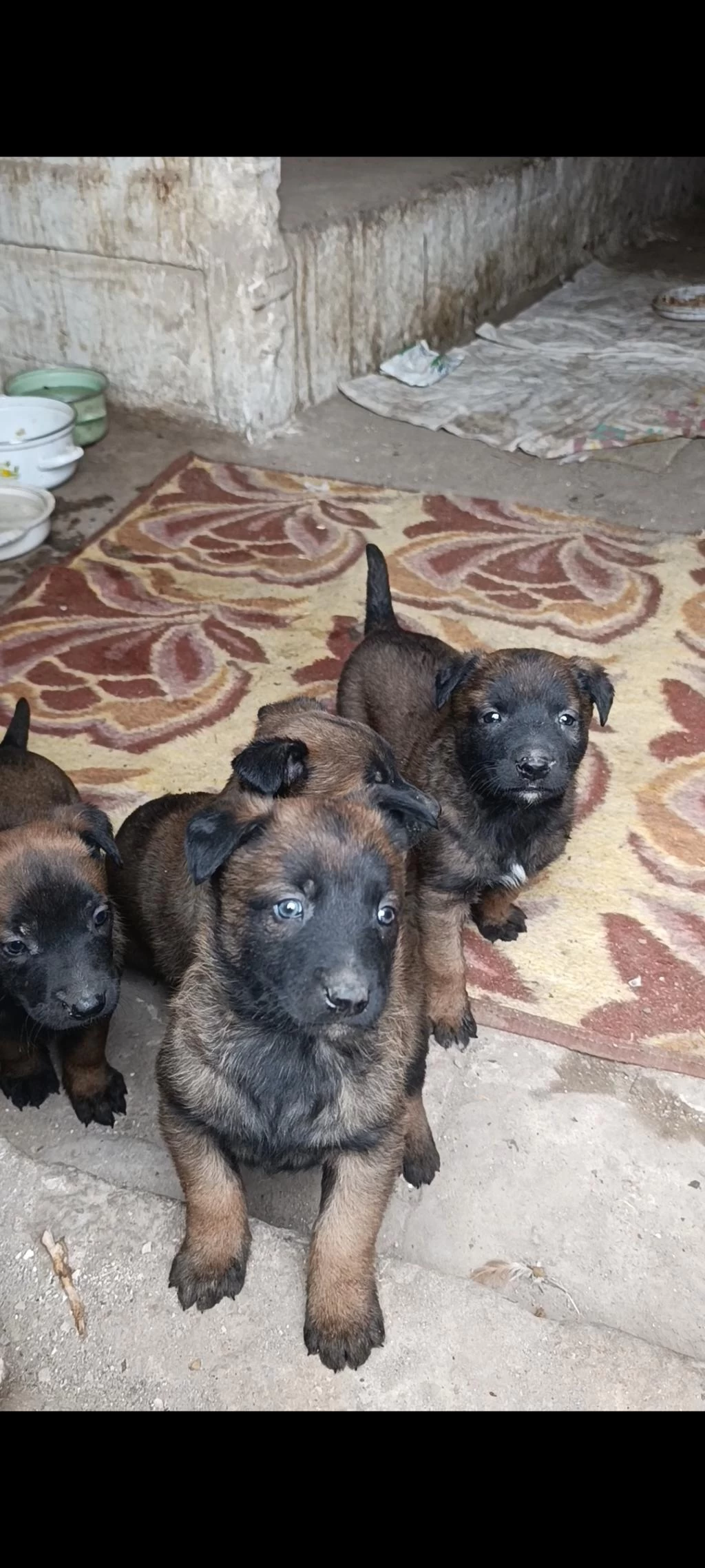 Belçika Malinois İyisini Büyütmek İsteyenlere