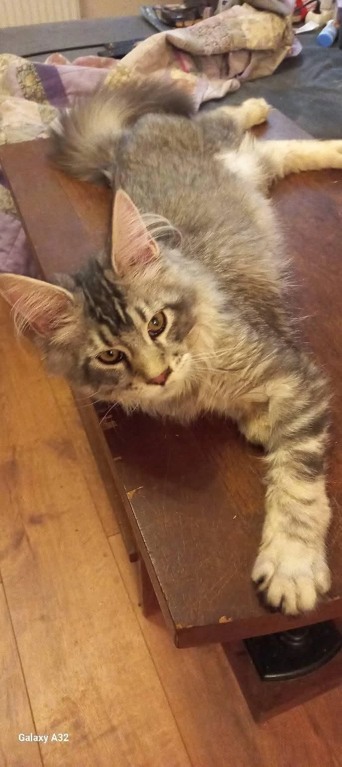 Safkan Son Erkek Maine Coon Yavru İstanbul İçine