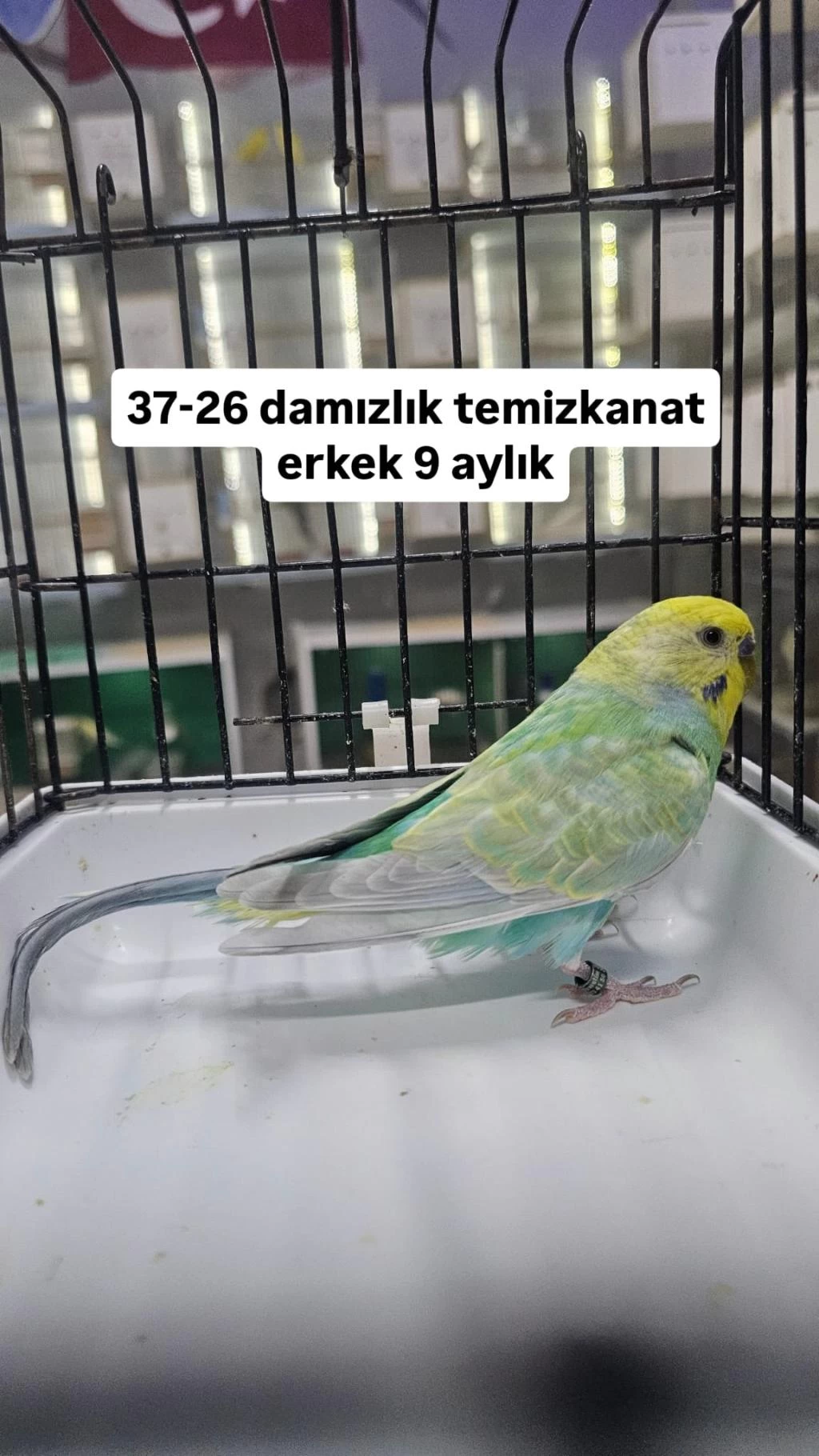 Tekleme Muhabbet Kuşlar Rainbow Ve Çek