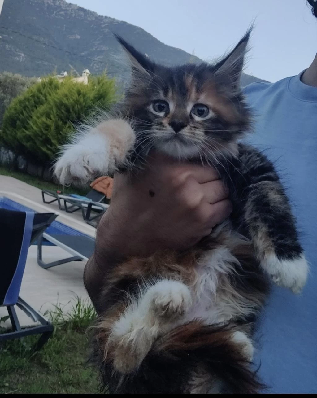 Xxxl Maine Coon Kediler