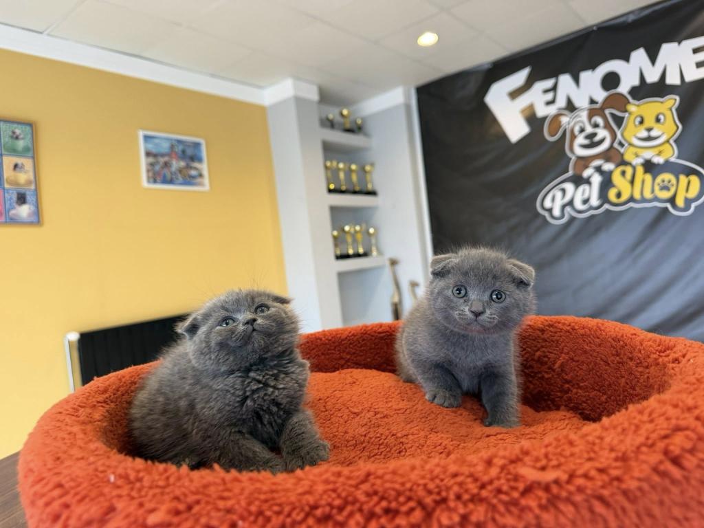 Top Kafa Scottish Fold Yavrular Britis Yavrular Ankara
