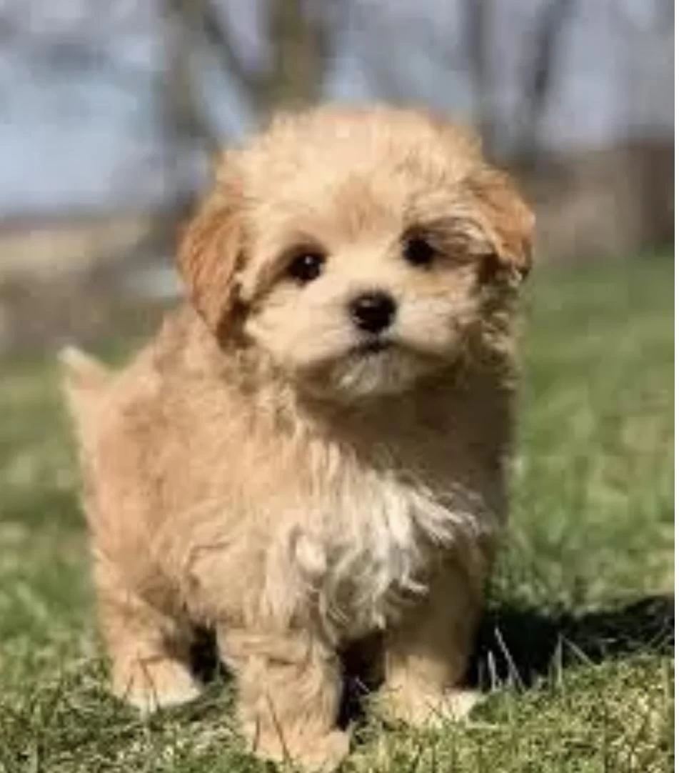 İrk Ve Sağlık Garantili Maltipoo Bebekler