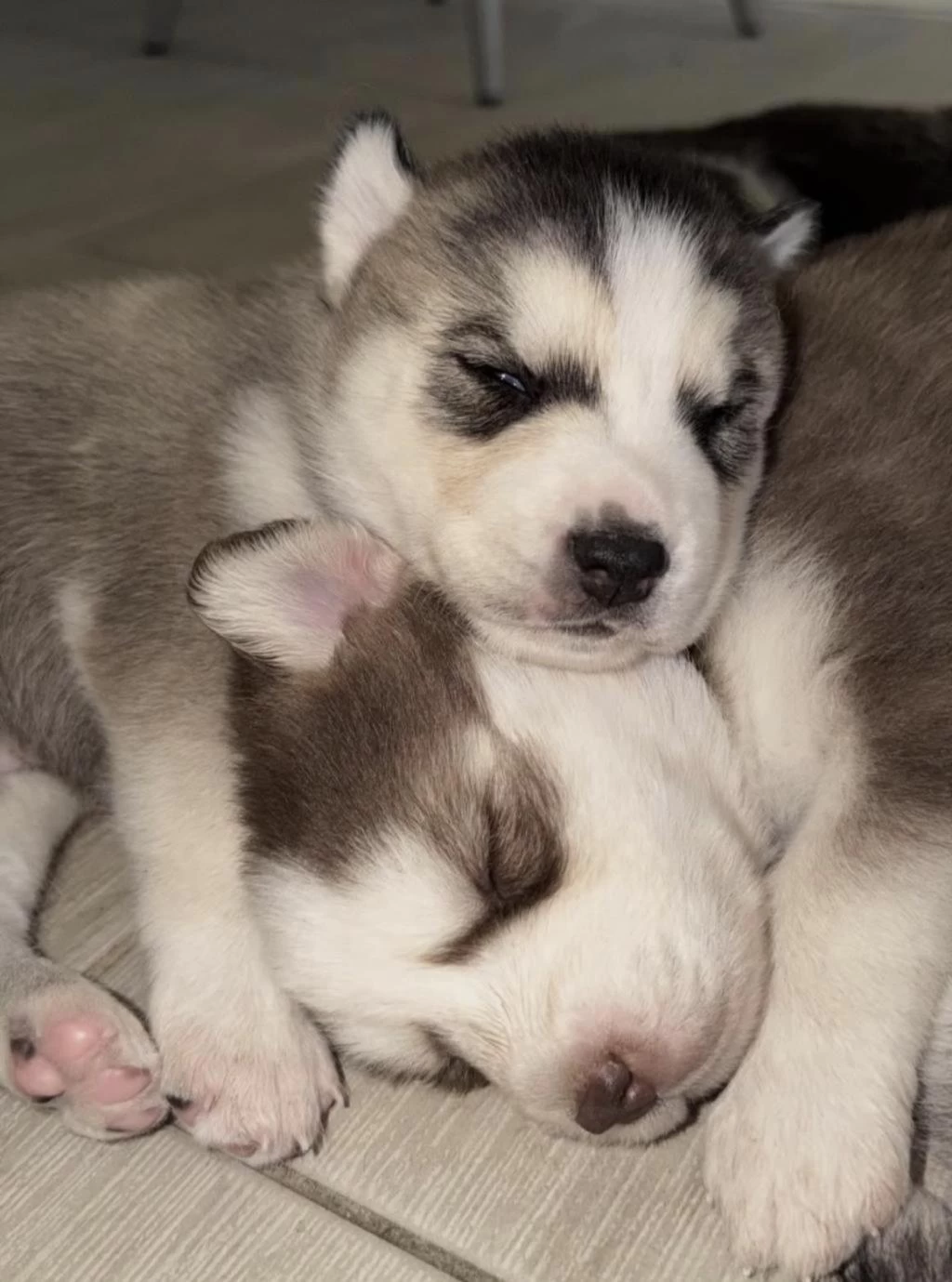 Sibirya Kurdu Köpeğimiz