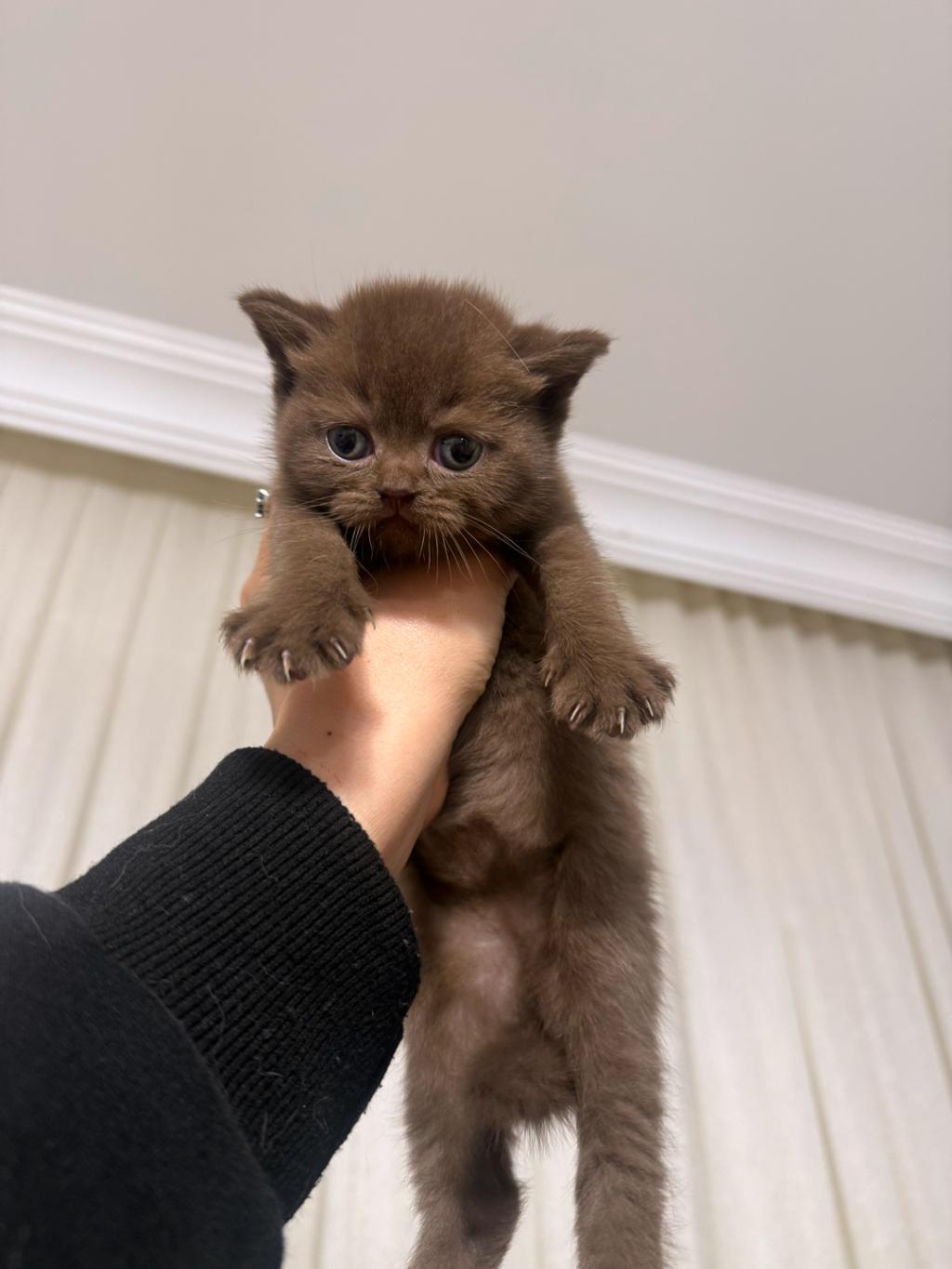 Solid Çikolata British Shorthair Bebekler