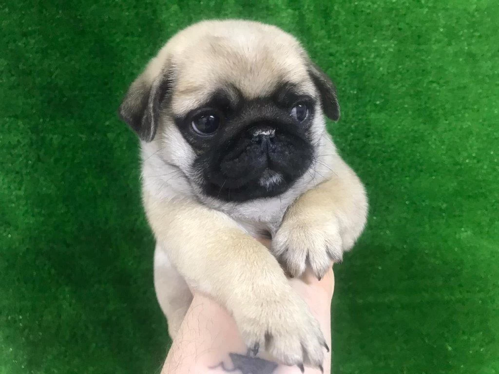 İrk Ve Sağlik Garantili Pug