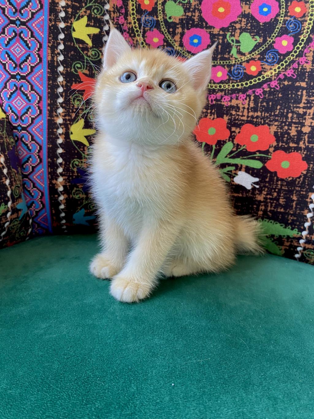 Golden Yavru British Shorthair