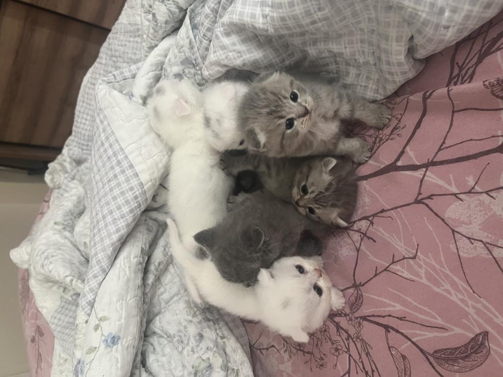 Dünya Tatlısı Scottish Fold Yavrular
