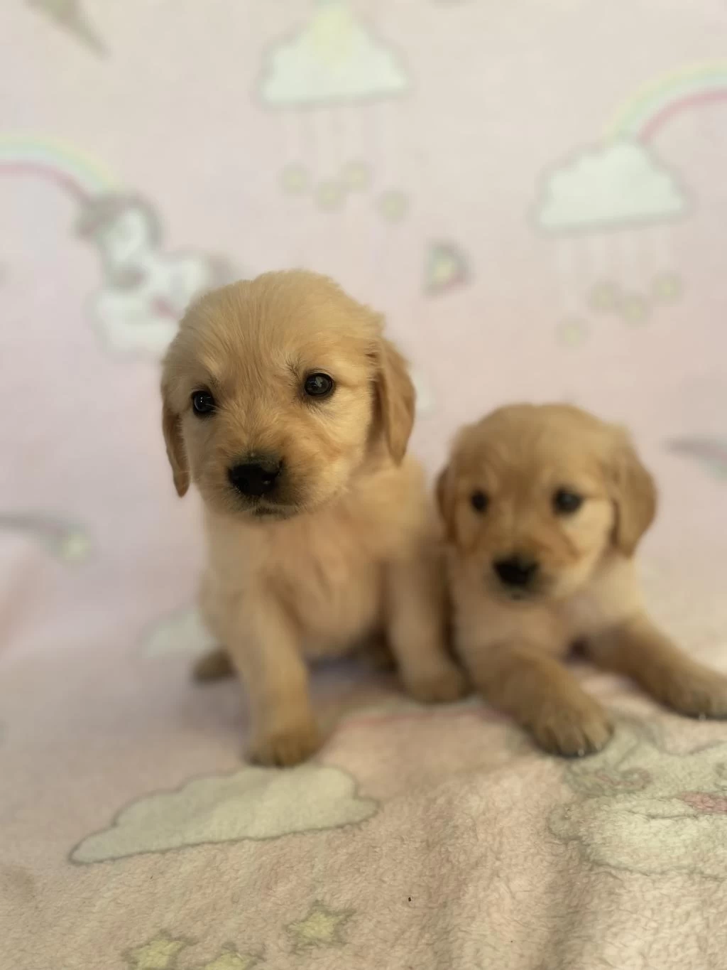 Golden Retriever Bebeklerim Yeni Yuvasını Arıyor