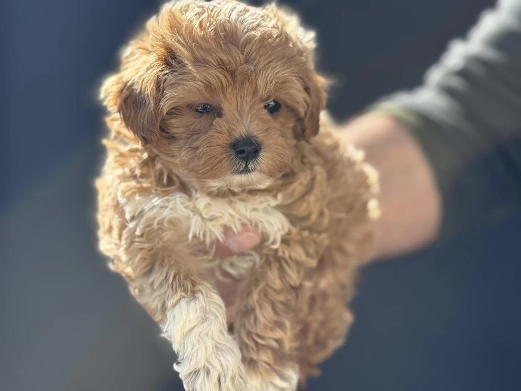 Show Kalite Tea Cup Kore Maltipoo Ziyarete Açık