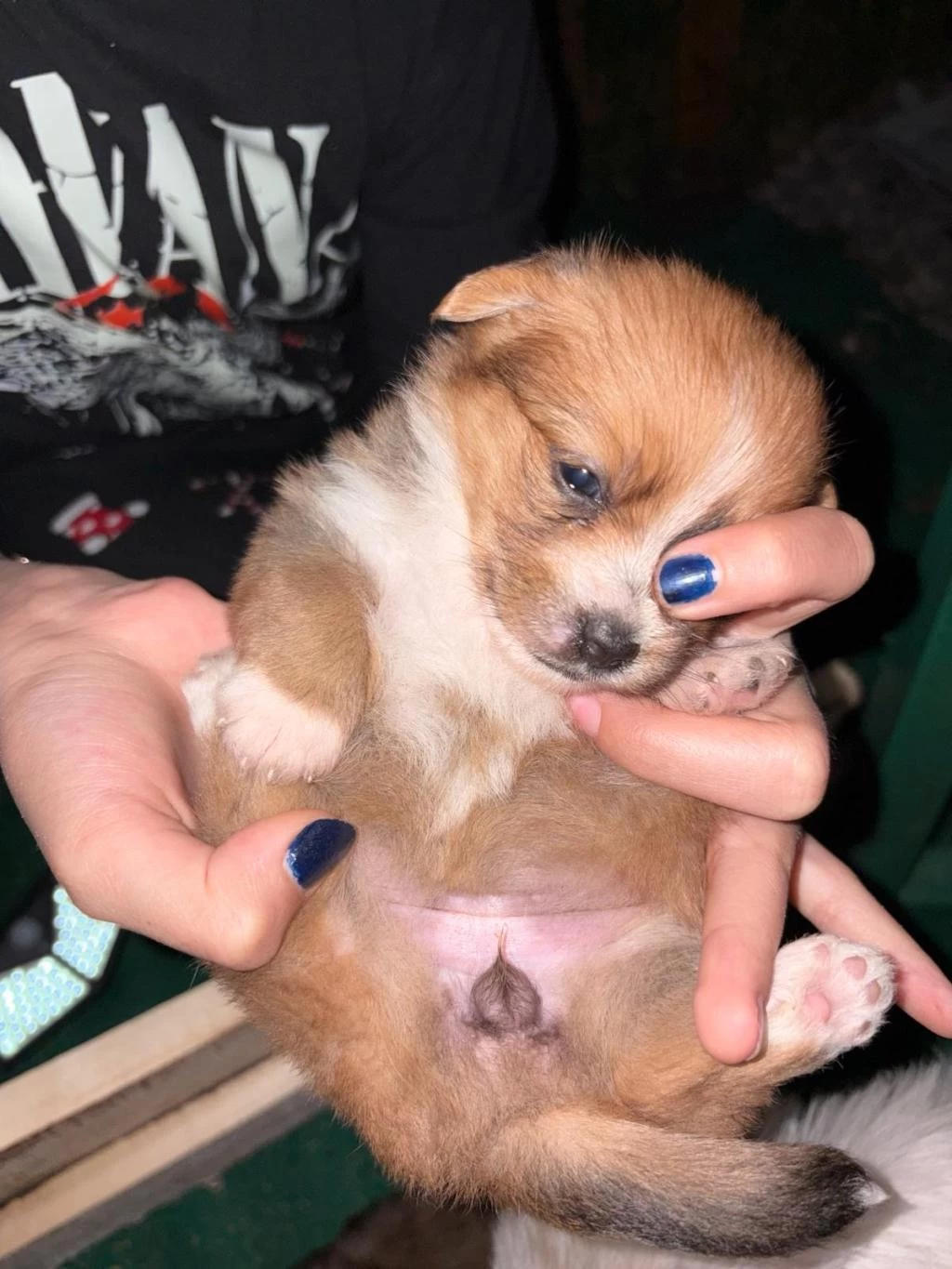 Sağlıklı Maltipoo Yavrularım