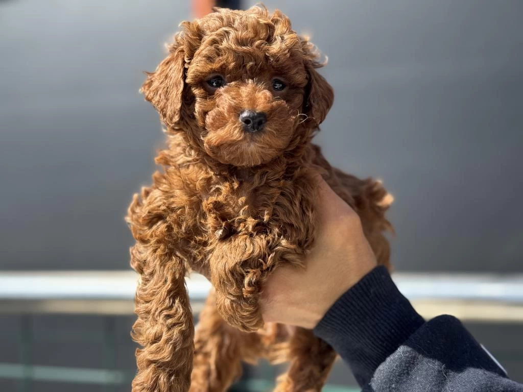 Darkbrown Toy Poodle Yavrularımızı Görüp Ala Bilirsiniz