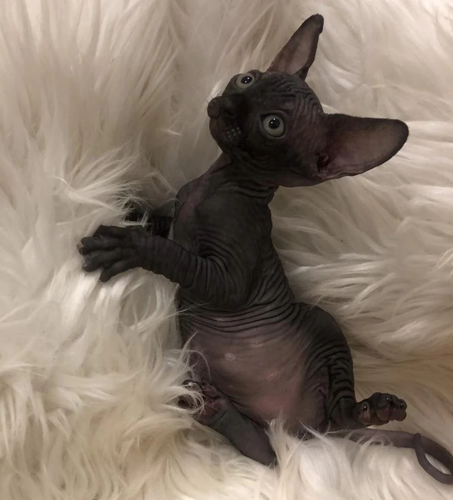 Sphynx Sfenks Dişi Erkek