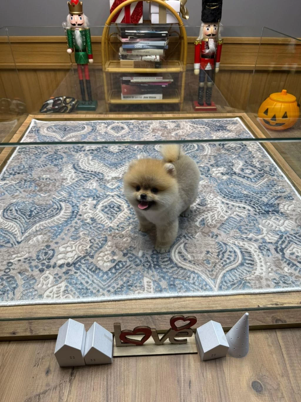 Sağlik Ve İrk Garantili Pomeranian