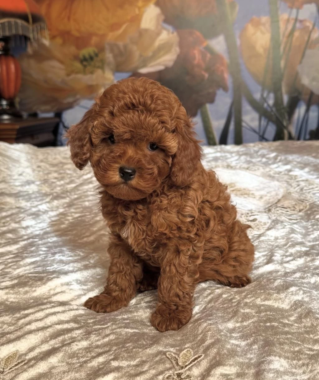 Kızıl Safkan Maltipoo Bebekler