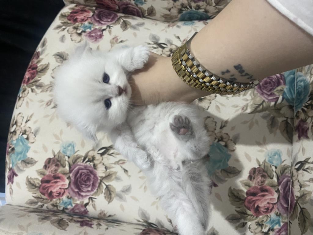 Eskişehir Tepebaşından Scottish Fold Longhair