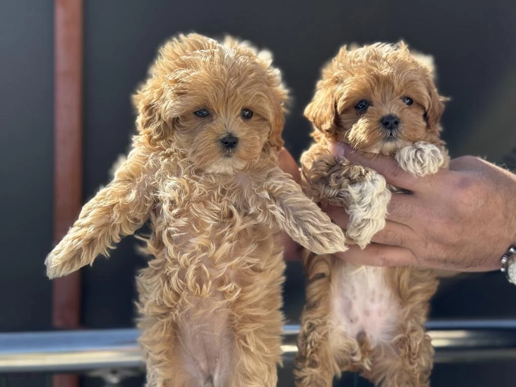 Ankarada Ziyarete Açık Maltipoo Yavrularmız
