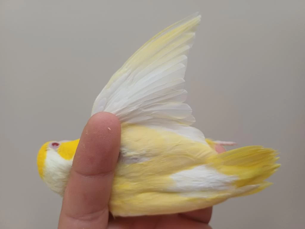 Çift Forpus Papağanı