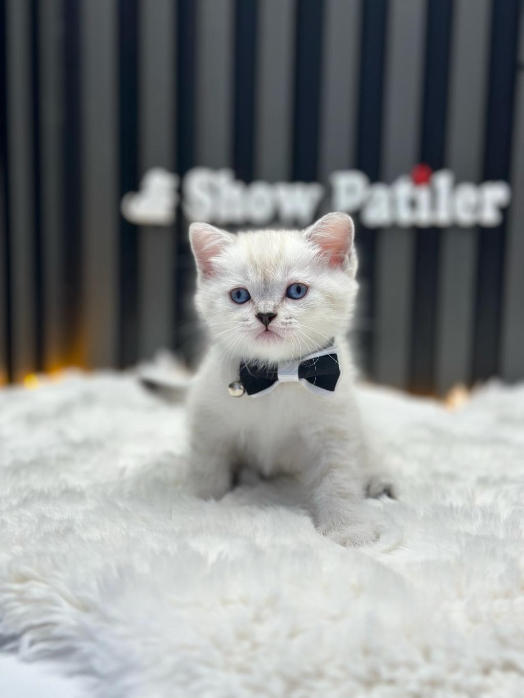 Baby Face British Shorthair Lynx Point